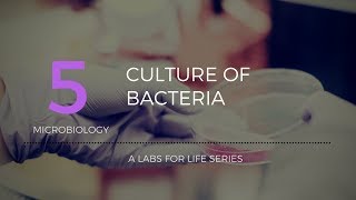 Culture of Bacteria [upl. by Fritts]