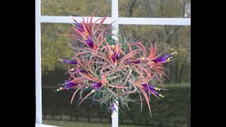 Air Plants Tillandsias  The Joy and Ease of Growing Air Plants [upl. by Nyvets568]