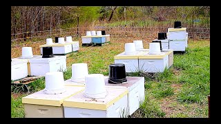 Expanding Your Apiary [upl. by Elyag]