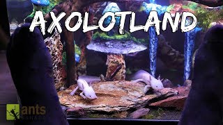 Axolotland  The Cutest Creatures Youve Ever Seen [upl. by Lepp]