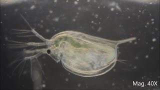 Daphnia magna under the Microscope [upl. by Yojenitsirk673]