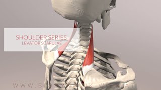 Best Scapular Dyskinesis  Dyskinesia Exercises [upl. by Weylin]