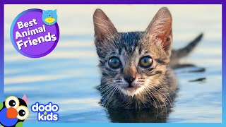 This Kittens Best Friend Showed Her How To Swim  Best Animal Friends  Dodo Kids [upl. by Rehctaht662]