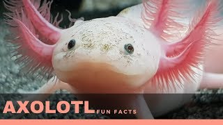 axolotl facts for kids – Interesting fun fact about axolotl diet lifespan and gills [upl. by Cal182]