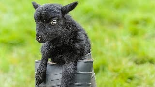 Ouessant Sheep  World’s Smallest Sheep Breed [upl. by Ainoval]