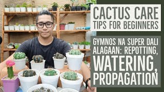 Gymno Cactus Care Tips  Magandang Succulents For Beginners Watering Propagation Repotting [upl. by Elum]