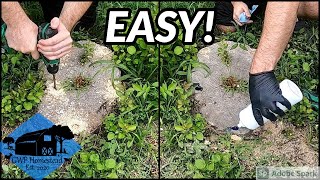 The EASIEST Way to Kill a Tree Stump [upl. by O'Doneven897]