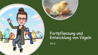 Fortpflanzung der Vögel Teil 2 [upl. by Tamqrah]