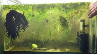 Scuds Daphnia Cherry Shrimp Copepods My aquatic food culture [upl. by Attenal394]