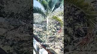 Pillalamarri mini Zoo [upl. by Eldridge]