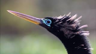 Anhinga or Cormorant [upl. by Oletha118]