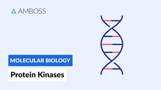 Protein Kinases Cell Signaling and Phosphorylation [upl. by Kcirdnekel]