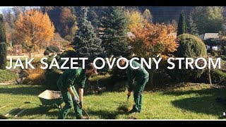 Jak SPRÁVNĚ sázet ovocný strom [upl. by Buzz]