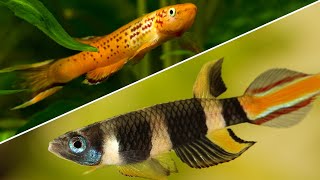 Top 5 Killifish That Every Beginner Should Try [upl. by Tedda]