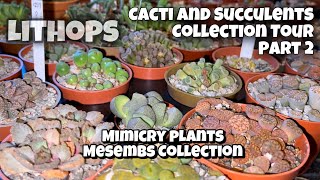 Cactus and Succulent Collection Tour Part 2  Mesembs  Mimicry Plants Living Stones  Lithops [upl. by Wakefield]