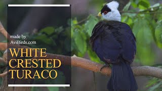 WhiteCrested Turaco Tauraco Leucolophus [upl. by Tarah623]