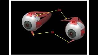 The Ocular Muscles  Dr Ahmed Farid [upl. by Odrautse]