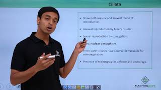 Class 11th – Protozoans – Ciliata  Biological Classification  Tutorials Point [upl. by Earl]