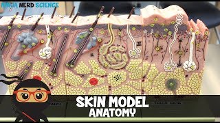 Integumentary System  Skin Model Anatomy [upl. by Godliman]