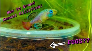 How to Breed Annual Killifish Nothobranchius [upl. by Favianus898]