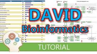 How to use DAVID for functional annotation of genes [upl. by Assilev]