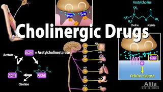 Cholinergic Drugs  Pharmacology Animation [upl. by Agnese284]