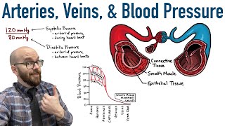 Arteries Veins and Blood Pressure [upl. by Annaeoj]