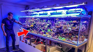 Most Beautiful Private Reef Tanks 400 GALLON [upl. by Midge399]