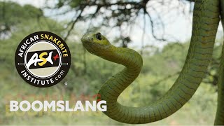 The Deadly Dozen  Boomslang Dispholidus typus [upl. by Aisela319]