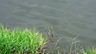 Capital Naturalist Anhinga Swimming [upl. by Ecnaralc]