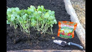 Growing Strawberries From Seeds Using Grocery Store Strawberries Episode 3 [upl. by Asilem]