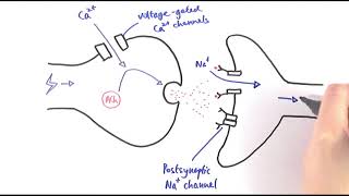 A2 Biology  Cholinergic synapses OCR A Chapter 135 [upl. by Ddot]