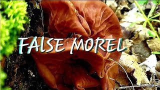 FALSE MORELS  AKA Gyromitra Esculenta [upl. by Tomi791]