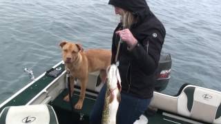 Pike Fishing Manitoulin Island Back40Adventures [upl. by Naziaf]