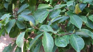 Saucer magnolia Magnolia x soulangeana  Plant Identification [upl. by Pepe]