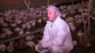 Antibiotic Use in the Poultry Industry [upl. by Tilney320]