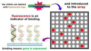 Gene Expression Analysis and DNA Microarray Assays [upl. by Maleeny515]