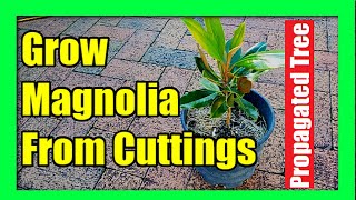 How To Grow Magnolia Tree from Cuttings  Magnolia Plant Propagation [upl. by Adnalohs922]