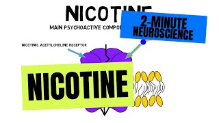 2Minute Neuroscience Nicotine [upl. by Penrod291]