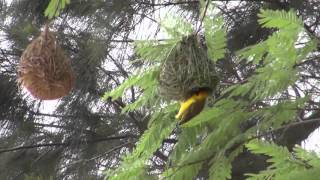 Afrikanischer Webervogel beim Nestbau [upl. by Sadira]