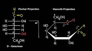 Fischer to Haworth Projection [upl. by Yelhsa953]