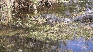 Anhinga Trail in Everglades National Park 1080p [upl. by Alakim]