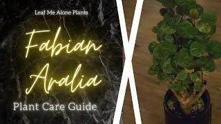 Fabian Aralia Stump Polyscias scutellaria Plant Care Guide  For Beginners [upl. by Anotyal]