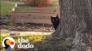 Interior Design Couple Builds Stray Cat A Winter Home  The Dodo [upl. by Travax]