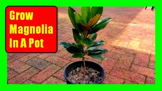 How To Grow Magnolia Trees In Pots Magnolia Care Tips [upl. by Rodnas]