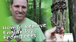 How To Remove English Ivy Vines From Trees DIY [upl. by Ham]