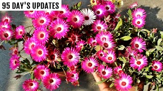 How to GROW ICE PlantMesembryanthemum From Seeds SUCCESSFULLY 95 Days UPDATES [upl. by Underwood]