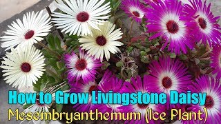 Ice Plant Flower  How to Grow Livingstone Daisy  How to Grow Mesembryanthemum From Seeds [upl. by Ahseinar]