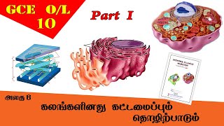 கலம்  Cell structure amp function  Grade 10 Science  GCE OL Tamil Medium [upl. by Nomael]