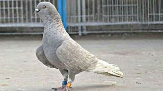 Roller pigeon part 12🔥🔥 Amazing video of Roller pigeons  Tumbler pigeons  NEEL BIRDS [upl. by Aala]